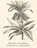 Fritillaria Imperialis - Incisione Antica Del 1926 - Engraving - Stiche & Gravuren