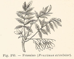 Fraxinus Excelsior - Incisione Antica Del 1926 - Engraving - Stiche & Gravuren