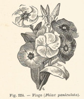 Phlox Paniculata - Incisione Antica Del 1926 - Engraving - Stiche & Gravuren