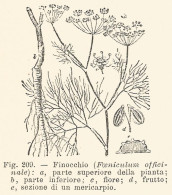 Finocchio - Incisione Antica Del 1926 - Engraving - Stiche & Gravuren