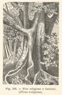 Ficus Religiosa - Incisione Antica Del 1926 - Engraving - Stiche & Gravuren