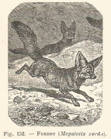 Megalotis Zerda - Fennec - Incisione Antica Del 1926 - Engraving - Stiche & Gravuren