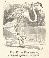 Phoenicopterus Roseus - Incisione Antica Del 1926 - Engraving - Stiche & Gravuren