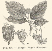 Fagus Silvatica - Incisione Antica Del 1926 - Engraving - Stiche & Gravuren