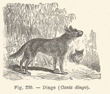 Dingo - Canis Dingo - Xilografia D'epoca - 1926 Old Engraving - Stiche & Gravuren