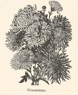 Crisantemo - Xilografia D'epoca - 1926 Old Engraving - Stiche & Gravuren