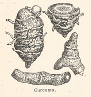 Curcuma - Xilografia D'epoca - 1926 Old Engraving - Stiche & Gravuren