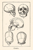 Cranio - Xilografia D'epoca - 1926 Old Engraving - Stiche & Gravuren