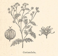 Coriandolo - Xilografia D'epoca - 1926 Old Engraving - Stiche & Gravuren