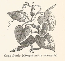 Convolvus Arvensis - Xilografia D'epoca - 1926 Old Engraving - Stiche & Gravuren