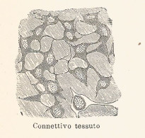 Tessuto Connettivo - Xilografia D'epoca - 1926 Old Engraving - Stiche & Gravuren