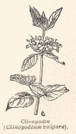 Clinopodium Vulgare - Xilografia D'epoca - 1926 Old Engraving - Stiche & Gravuren