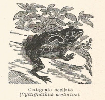 Cystignathus Ocellatus - Xilografia D'epoca - 1926 Old Engraving - Stiche & Gravuren