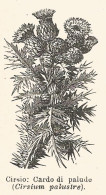 Cirsium Palustre - Xilografia D'epoca - 1926 Old Engraving - Stiche & Gravuren