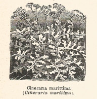 Cineraria Marittima - Xilografia D'epoca - 1926 Old Engraving - Stiche & Gravuren