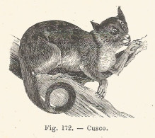 Cusco - Phalangista Maculatus - Xilografia D'epoca - 1926 Old Engraving - Stiche & Gravuren