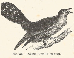 Cuculo - Cuculus Canorus - Xilografia D'epoca - 1926 Old Engraving - Stiche & Gravuren