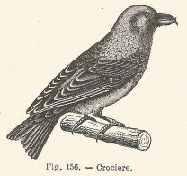 Crociere - Loxia - Xilografia D'epoca - 1926 Old Engraving - Stiche & Gravuren