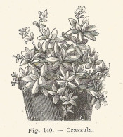 Crassula - Xilografia D'epoca - 1926 Old Engraving - Estampes & Gravures