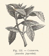 Cornacea - Aucuba Japonica - Xilografia D'epoca - 1926 Old Engraving - Stiche & Gravuren