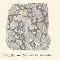 Tessuto Connettivo - Xilografia D'epoca - 1926 Old Engraving - Stiche & Gravuren