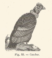 Condor - Xilografia D'epoca - 1926 Old Engraving - Estampes & Gravures