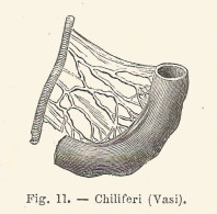 Chiliferi - Xilografia D'epoca - 1926 Old Engraving - Estampes & Gravures