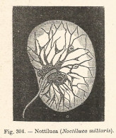 Nottiluca - Noctiluca Miliaris - Xilografia D'epoca - 1928 Old Engraving - Stiche & Gravuren