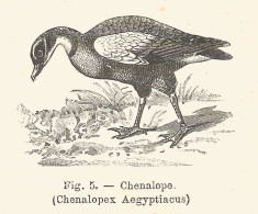 Chenalope - Chenalopex Aegyptiacus - Xilografia D'epoca - 1926 Engraving - Prints & Engravings