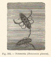 Notonetta - Notonecta Glauca - Xilografia D'epoca - 1928 Old Engraving - Estampes & Gravures