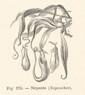 Nepente - Xilografia D'epoca - 1928 Old Engraving - Stiche & Gravuren