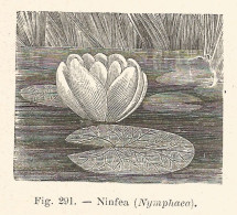 Ninfea - Xilografia D'epoca - 1928 Old Engraving - Prints & Engravings