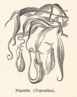 Nepente - Xilografia D'epoca - 1928 Old Engraving - Stiche & Gravuren