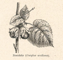 Nocciolo - Corylus Avellana - Xilografia D'epoca - 1928 Old Engraving - Stiche & Gravuren