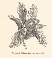 Nespolo - Mespilus Germanica - Xilografia D'epoca - 1928 Old Engraving - Estampes & Gravures