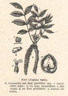 Noce - Juglans Regia - Xilografia D'epoca - 1928 Old Engraving - Stiche & Gravuren