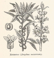 Mezzereo - Daphne Mezereum - Xilografia D'epoca - 1928 Old Engraving - Prints & Engravings