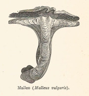 Malleo - Malleus Vulgaris - Xilografia D'epoca - 1928 Old Engraving - Stiche & Gravuren