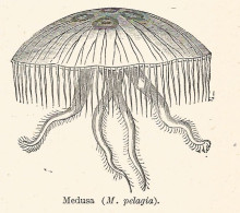 Medusa Pelagia - Xilografia D'epoca - 1928 Old Engraving - Estampes & Gravures