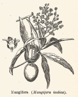 Mangifera Iudica - Xilografia D'epoca - 1928 Old Engraving - Stiche & Gravuren