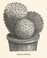 Mammillaria - Xilografia D'epoca - 1928 Old Engraving - Stiche & Gravuren