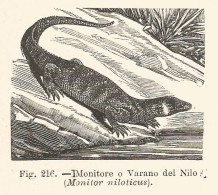 Varano Del Nilo - Monitor Niloticus - Xilografia D'epoca - 1928 Engraving - Prints & Engravings