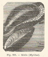 Mitilo - Mytilus - Xilografia D'epoca - 1928 Old Engraving - Stiche & Gravuren