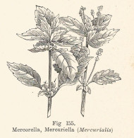 Mercurialis - Xilografia D'epoca - 1928 Old Engraving - Estampes & Gravures