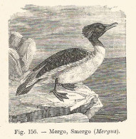 Mergo - Mergus - Xilografia D'epoca - 1928 Old Engraving - Prints & Engravings