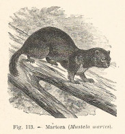 Martora - Mustela Marles - Xilografia D'epoca - 1928 Old Engraving - Prints & Engravings