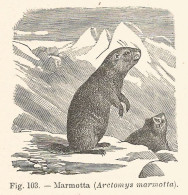 Marmotta - Arctomys Marmotta - Xilografia D'epoca - 1928 Old Engraving - Estampas & Grabados