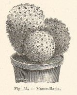 Mammillaria - Xilografia D'epoca - 1928 Old Engraving - Estampas & Grabados