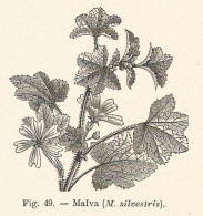 Malva Silvestris - Xilografia D'epoca - 1928 Old Engraving - Prints & Engravings