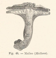 Malleo - Malleus - Xilografia D'epoca - 1928 Old Engraving - Estampas & Grabados